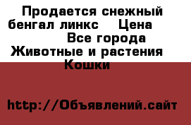 Продается снежный бенгал(линкс) › Цена ­ 25 000 - Все города Животные и растения » Кошки   